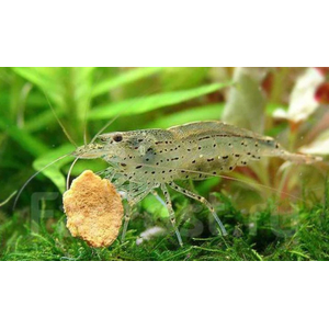 КРЕВЕТКА АМАНО - Caridina multidentata 2-2,5см