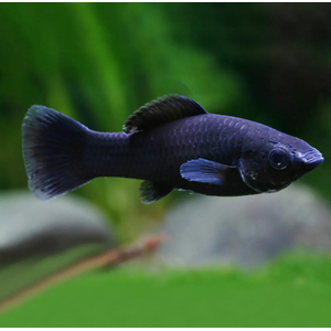 Моллинезия чёрная (в англоязычных странах — «Чёрная молли») — селекционная форма моллинезии. Выведена искусственно, в природе не встречается.