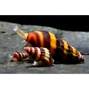 УЛИТКА ХИЩНАЯ ХЕЛЕНА - Clea helena