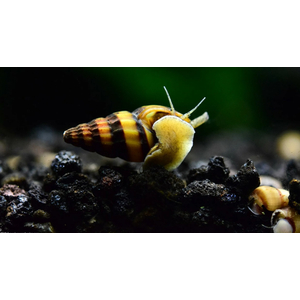 УЛИТКА ХИЩНАЯ ХЕЛЕНА - Clea helena