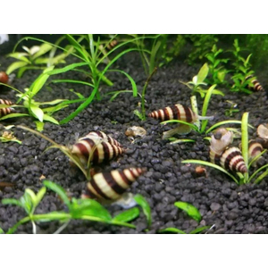 УЛИТКА ХИЩНАЯ ХЕЛЕНА - Clea helena