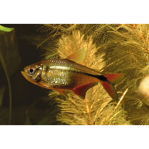 Тетра Плотвичка (Тетрагоноптерус, Тетра ромбовидная) (Hyphessobrycon anisitsi) — пресноводная лучеперая рыбка из семейства Харациновые.
