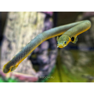 КАЛАБАРСКИЙ КАЛАМОИХТ  - Erpetoichthys calabaricus