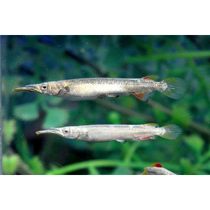 Дермогенис карликовый (Dermogenys pusilla), или бойцовый полурыл — пресноводная лучеперая рыба из семейства Полурылых.