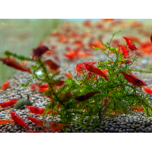 КРЕВЕТКА КРАСНЫЙ ОГОНЬ, ред фаер - Neocaridina heteropoda var. Fire Red