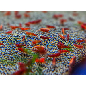 КРЕВЕТКА КРАСНЫЙ ОГОНЬ, ред фаер - Neocaridina heteropoda var. Fire Red