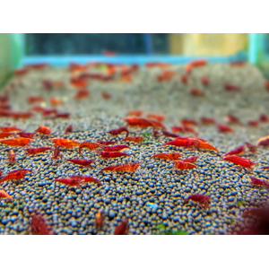 КРЕВЕТКА КРАСНЫЙ ОГОНЬ, ред фаер - Neocaridina heteropoda var. Fire Red