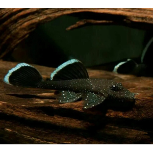 L181 АНЦИСТРУС ЗВЁЗДЧАТЫЙ - Ancistrus dolichopterus 2-2,5см