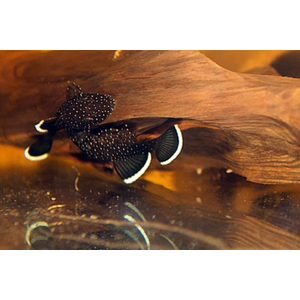 L181 АНЦИСТРУС ЗВЁЗДЧАТЫЙ - Ancistrus dolichopterus 2-2,5см