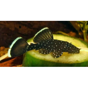 L181 АНЦИСТРУС ЗВЁЗДЧАТЫЙ - Ancistrus dolichopterus 2-2,5см