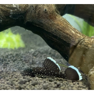 L181 АНЦИСТРУС ЗВЁЗДЧАТЫЙ - Ancistrus dolichopterus 2-2,5см