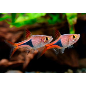 РАСБОРА КЛИНОПЯТНИСТАЯ (Trigonostigma heteromorpha)