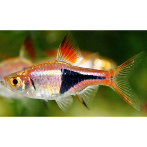 РАСБОРА КЛИНОПЯТНИСТАЯ (Trigonostigma heteromorpha)