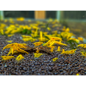 КРЕВЕТКА ЖЕЛТАЯ НЕОНОВАЯ - Neocaridina heteropoda