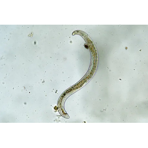 МИКРОЧЕРВЬ ДЛЯ КОРМЛЕНИЯ МАЛЬКА