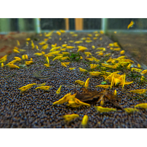 КРЕВЕТКА ЖЕЛТАЯ НЕОНОВАЯ - Neocaridina heteropoda