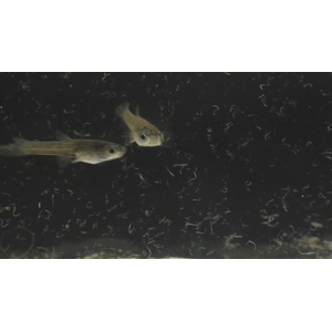 МИКРОЧЕРВЬ ДЛЯ КОРМЛЕНИЯ МАЛЬКА