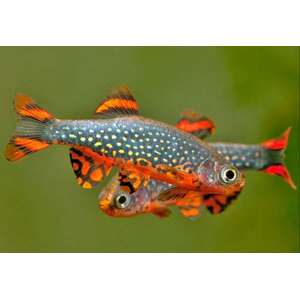 Микрорасбора галактика (Danio margaritatus) — миниатюрная аквариумная рыбка из семейства Карповых. Другие названия: маргаритата, звёздная расбора, данио маргаритатус, данио галактика.