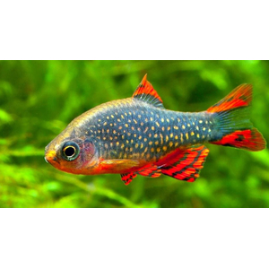 Микрорасбора галактика (Danio margaritatus) — миниатюрная аквариумная рыбка из семейства Карповых. Другие названия: маргаритата, звёздная расбора, данио маргаритатус, данио галактика.