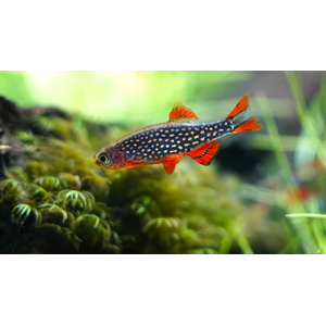 Микрорасбора галактика (Danio margaritatus) — миниатюрная аквариумная рыбка из семейства Карповых. Другие названия: маргаритата, звёздная расбора, данио маргаритатус, данио галактика.