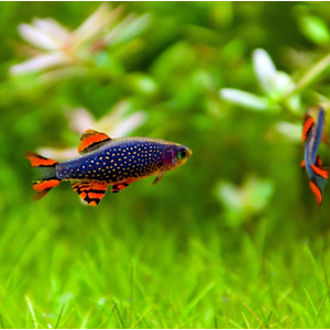 Микрорасбора галактика (Danio margaritatus) — миниатюрная аквариумная рыбка из семейства Карповых. Другие названия: маргаритата, звёздная расбора, данио маргаритатус, данио галактика.