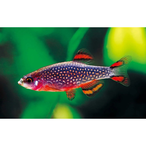 Микрорасбора галактика (Danio margaritatus) — миниатюрная аквариумная рыбка из семейства Карповых. Другие названия: маргаритата, звёздная расбора, данио маргаритатус, данио галактика.