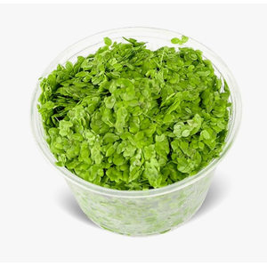 РЯСКА - Lemna (от англ. Duckweed — «утиная трава») — род цветковых растений семейства Ароидные, объединивший травянистые растения, погружённые в воду или свободноплавающие на её поверхности.