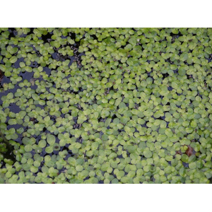 РЯСКА - Lemna (от англ. Duckweed — «утиная трава») — род цветковых растений семейства Ароидные, объединивший травянистые растения, погружённые в воду или свободноплавающие на её поверхности.
