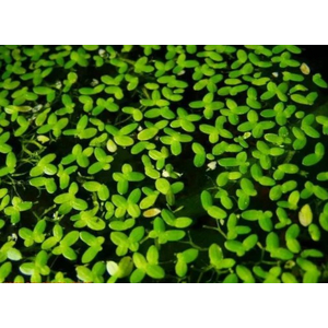 РЯСКА - Lemna (от англ. Duckweed — «утиная трава») — род цветковых растений семейства Ароидные, объединивший травянистые растения, погружённые в воду или свободноплавающие на её поверхности.