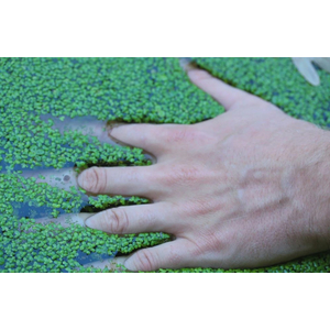 РЯСКА - Lemna (от англ. Duckweed — «утиная трава») — род цветковых растений семейства Ароидные, объединивший травянистые растения, погружённые в воду или свободноплавающие на её поверхности.