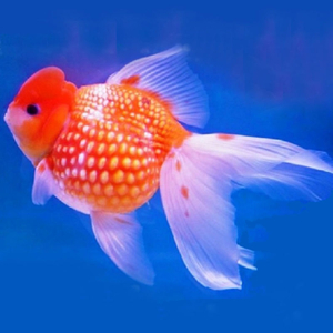 «Жемчужинка с короной» (Crown Pearlscale Goldfish) — разновидность золотой рыбки, выведенная заводчиком Шигео Ватанабе в 1978 году в Японии.