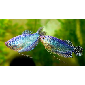 Мраморный гурами (научное наименование — Trichopodus trichopterus) — искусственно выведенная разновидность пятнистого гурами. Выведен в 70-х годах XX века американским селекционером Косби.
Ареал: мраморный гурами не встречается в природных водоёмах, но его близкие родственники обитают в Азии, Индонезии, Таиланде, Суматре.