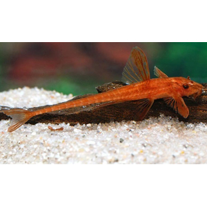 ЛОРИКАРИЯ КРАСНАЯ 4-5см - Rhineloricaria sp. red