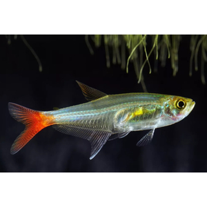 Тетра стеклянная (Prionobrama filigera) — пресноводная лучеперая рыбка из семейства Харациновые.