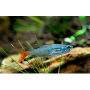 Тетра стеклянная (Prionobrama filigera) — пресноводная лучеперая рыбка из семейства Харациновые.