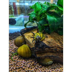 УЛИТКА СОЛНЕЧНАЯ НЕРИТИНА - Clithon donovani Sun Snail