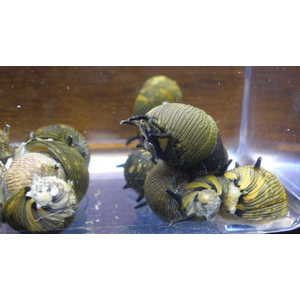 УЛИТКА СОЛНЕЧНАЯ НЕРИТИНА - Clithon donovani Sun Snail