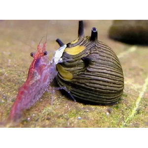 УЛИТКА СОЛНЕЧНАЯ НЕРИТИНА - Clithon donovani Sun Snail