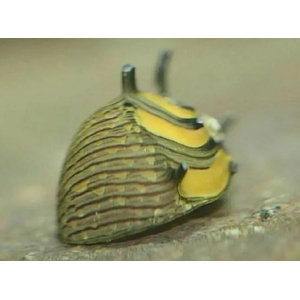 УЛИТКА СОЛНЕЧНАЯ НЕРИТИНА - Clithon donovani Sun Snail