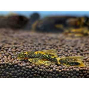 Анциструс вуалевый (Ancistrus dolichopterus) — селекционная форма обыкновенного анциструса из семейства Лорикариевые (Кольчужные) сомы. Название происходит от формы продолговатых плавников и хвоста, которые при раскрытии напоминают прозрачную вуаль. Иногда таких анциструсов называют «стрекозами».