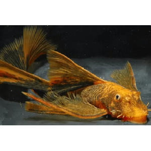 Анциструс вуалевый (Ancistrus dolichopterus) — селекционная форма обыкновенного анциструса из семейства Лорикариевые (Кольчужные) сомы. Название происходит от формы продолговатых плавников и хвоста, которые при раскрытии напоминают прозрачную вуаль. Иногда таких анциструсов называют «стрекозами».