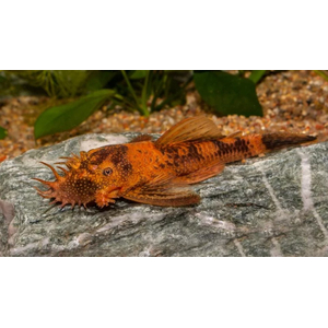 Анциструс вуалевый (Ancistrus dolichopterus) — селекционная форма обыкновенного анциструса из семейства Лорикариевые (Кольчужные) сомы. Название происходит от формы продолговатых плавников и хвоста, которые при раскрытии напоминают прозрачную вуаль. Иногда таких анциструсов называют «стрекозами».