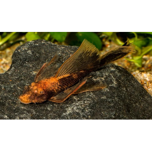 Анциструс вуалевый (Ancistrus dolichopterus) — селекционная форма обыкновенного анциструса из семейства Лорикариевые (Кольчужные) сомы. Название происходит от формы продолговатых плавников и хвоста, которые при раскрытии напоминают прозрачную вуаль. Иногда таких анциструсов называют «стрекозами».