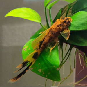 Анциструс вуалевый (Ancistrus dolichopterus) — селекционная форма обыкновенного анциструса из семейства Лорикариевые (Кольчужные) сомы. Название происходит от формы продолговатых плавников и хвоста, которые при раскрытии напоминают прозрачную вуаль. Иногда таких анциструсов называют «стрекозами».