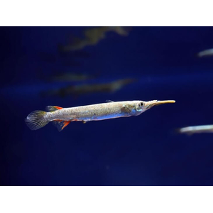 Дермогенис карликовый (Dermogenys pusilla), или бойцовый полурыл — пресноводная лучеперая рыба из семейства Полурылых.