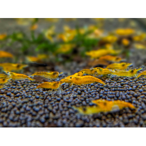 КРЕВЕТКА ОРАНЖЕВАЯ МАНДАРИНКА НЕОКАРИДИНА - Neocaridina Orange