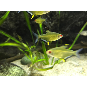 Hyphessobrycon pulchripinnis — вид тропических пресноводных лучепёрых рыб семейства харациновых, лимонная тетра. Родина — Южная Америка. Впервые попала в аквариумы в 1932 году.