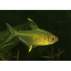 Hyphessobrycon pulchripinnis — вид тропических пресноводных лучепёрых рыб семейства харациновых, лимонная тетра. Родина — Южная Америка. Впервые попала в аквариумы в 1932 году.