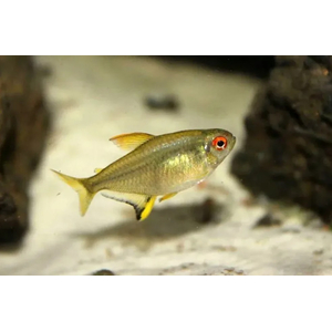 Hyphessobrycon pulchripinnis — вид тропических пресноводных лучепёрых рыб семейства харациновых, лимонная тетра. Родина — Южная Америка. Впервые попала в аквариумы в 1932 году.