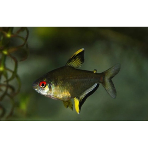 Hyphessobrycon pulchripinnis — вид тропических пресноводных лучепёрых рыб семейства харациновых, лимонная тетра. Родина — Южная Америка. Впервые попала в аквариумы в 1932 году.